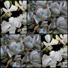 Crassula Silver Dollar x 1 Plants Chinese Jade Hardy Grey Succulent Shrubs Rockery Patio Flowering Cotyledon arborescens